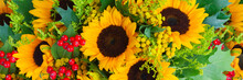 Sunflowers With Green Leaves