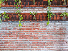 Green Tree On Wooden Plank Orange Square Shelf Brick Block On Cement Wall Textured And Background. Strong Interiors House Building.