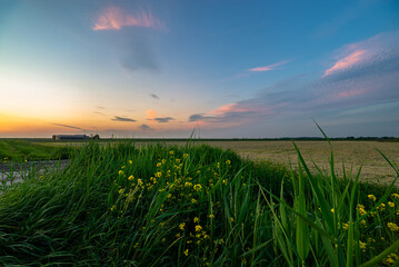 Wall Mural - colorful sunset over plain landscape in holland with grass and wildflowers in the foreground