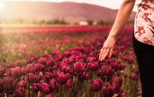 Caucasian Adult Woman Feeling Fresh Tulip Flowers With Hand In A Field. Spring Season. Artistic Render. Sunset Or Sunrise
