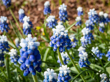 Close-up Shot Of Bicolor Grape Hyacinth Muscari Aucheri 'Mount Hood' Features Pretty, Grape-like Clusters Of Rounded Blue Flowers With White Tips, Crowned With White Florets In Spring