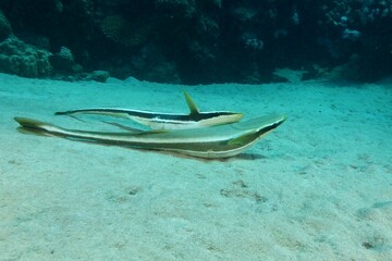 two shark sucker making love close together Egypt Red Sea 