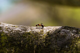 Fototapeta Krajobraz - ants are hardworking little animals