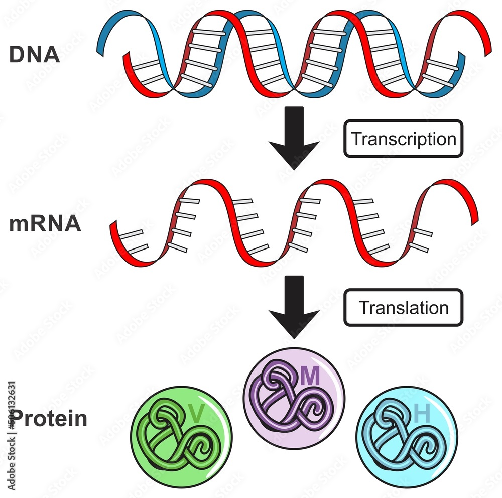 Stock-Vektorgrafik „Central dogma of gene expression infographic ...