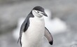 Zügelpinguin – Antarktis Deception Island