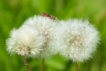 The Cinnamon Bug (lat. Corizus Hyoscyami), Of The Family Rhopalidae, On The Common Dandelion's Seedhead (lat. Taraxacum Officinale), Of The Family Asteraceae. Central Russia.