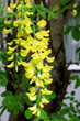 Żółty kwiat podobny do akacji zwisający z krzaka. Liście drobne i drobne żółte kwiaty.