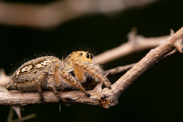 Wall Mural - Close up  beautiful jumping spider  