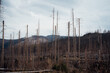 Zerstörte Wälder im Nationalpark Harz
