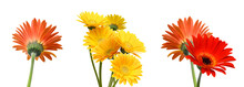 Stack Yellow Gerber Flowers, Daisies Isolated On White 
