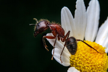 Wall Mural - Beautiful Strong jaws of red ant close-up