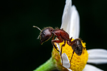 Wall Mural - Beautiful Strong jaws of red ant close-up