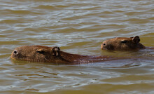 Capybara In Water