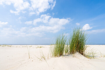 Wall Mural - dune beach with beach grass in summer