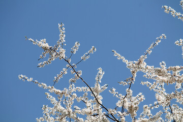 Wall Mural - Flowering branches of cherry plum (Prunus cerasifera) with white flowers against spring blue sky