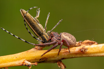 Wall Mural - Beautiful Crab spider feasting on insect. Macro photo