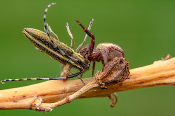 Wall Mural - Beautiful Crab spider feasting on insect. Macro photo