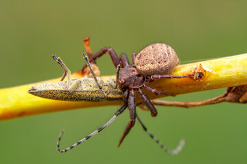 Wall Mural - Beautiful Crab spider feasting on insect. Macro photo