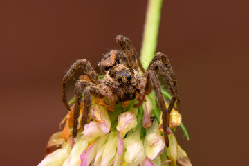 Wall Mural - Close up  beautiful jumping spider  

