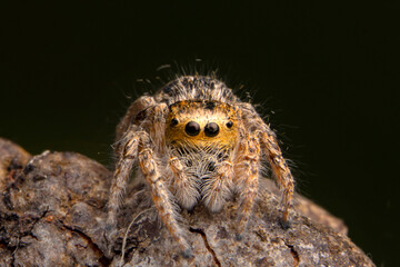 Wall Mural - Close up  beautiful jumping spider  

