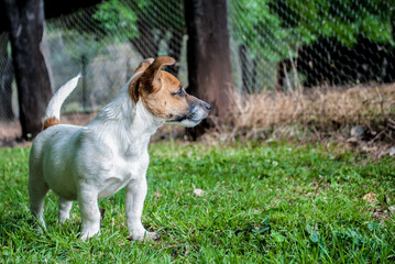 Canvas Print - jack russell terrier