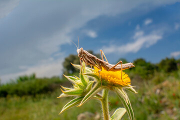 Close up of pair of Beautiful European mantis ( Mantis religiosa )

