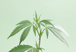 cannabis marijuana plant on a green isolated background, wallpaper or themed photo to legalise marijuana