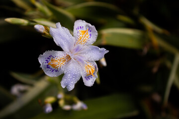 bella Iris japonica - butterfly flower - flor de mariposa - hermosa flor - flor multicolor - flor con agua - flores de verano