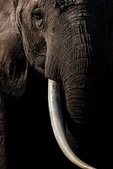 elephant in amboseli national park, wyoming