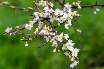 Wall Mural - Spring blossoms against the blue sky. Flowers on a plum tree.