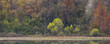 Panoramic view of trees with young leaves growth in spring time in Michigan countryside.