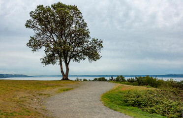 Lone tree on bluff overlooking Puget Sound