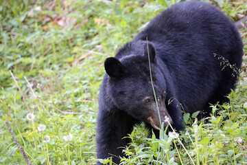 black bear in great smoky mountains national park, tennessee
