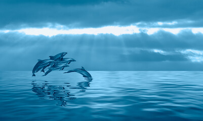 Group of dolphins jumping on the water - Beautiful seascape and blue sky