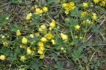 Bright, unforgettable, interesting, yellow small flowers that grow in a pine forest. Blooming green-yellow plants, flowers background.