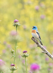 Wall Mural - lazuli bunting on a flower