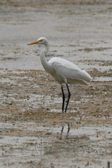 Canvas Print - white heron fishing in the river