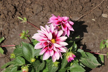 Wall Mural - Beautiful multicolored flowers on a green lawn. Bright flowers with a wonderful smell.