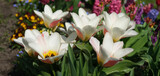 Fototapeta Tulipany - śliczne tulipany w ogrodzie