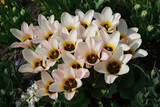 Fototapeta Tulipany - tulipany wiosną