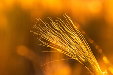 Close-up Of Golden Wheat Isolated On Blurred Background In The Sunset
