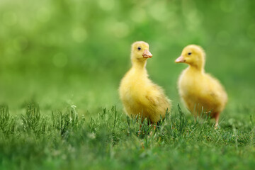 two fluffy goslings walks on green grass