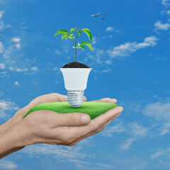 Fresh green tree leaves on soil with light bulb on grass in hands over blue sky and birds, Green ecology and saving energy concept