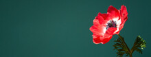 Banner With Beautiful Red Anemone Flower In Sunlight On Turquoise Background.