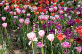 Fototapeta Tulipany - Tulips with different types and colors in the park	