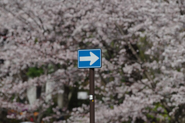 桜と道路標識