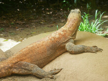 Komodo Dragon, Also Known As The Komodo Monitor, Is A Member Of The Monitor Lizard Family