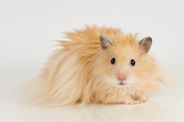 Canvas Print - fluffy Syrian hamster on a light background