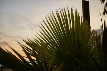 Palm leaves. Palm leaves on sky background.  