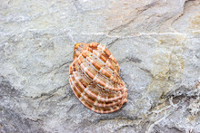 Harpa Major, Common Name Large Harp, Is A Species Of Large Predatory Sea Snail, A Marine Gastropod Mollusks In The Family Harpidae, The Harp Snails And Their Allies. Shells Lie On A Stone Boulder. 